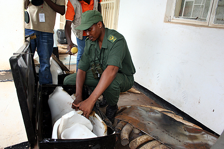 zawa Zambia Wildlife Auhtority public relations officer Wilfred Moonga displays confiscated ivory in Chilanga
