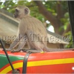 Sinazongwe Township monkeys at the District Administration Offices