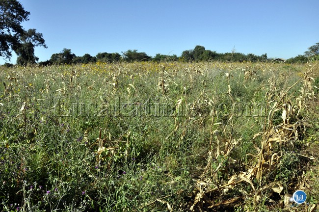 A crop of maize for a peasant farmer in Chongwe