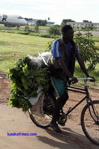 AN unidentified peasant farmer from Chongwe transporting vegetables to the market on a bicycle along the great east road
