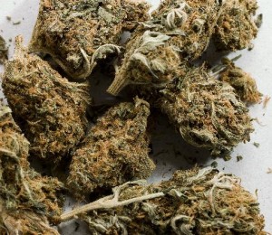 marijuana11