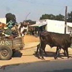 oxcart1