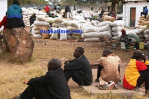 File picture:Peasant farmers pondering their next move after the Food Reserve agency failed to buy their maize. They are now spending nights in the cold in Kasama