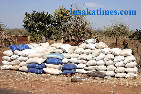 A peasant farmer waiting for buyers to buy his maize crop in Pateuke