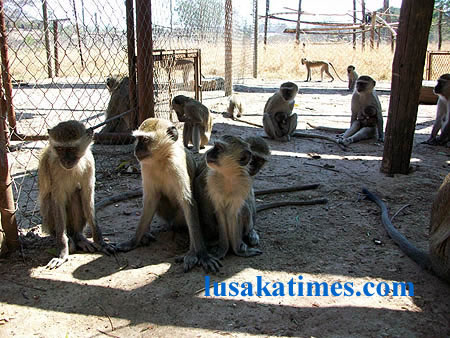 EVICTED: 61 monkeys have been removed from State House to the Munda Wanga Botanical Gardens in Chilanga under an operation ‘Shining Example.’ The mokeys are captured at Munda Wanga adapting to the new environment. Picture courtesy of Munda Wanga Botenical gardens