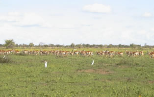 Kafue Flats