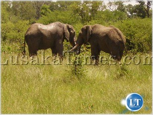 Animals of Chete and Sekula Islands