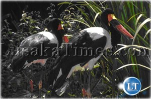 Let’s Make Cities and Communities Bird-friendly