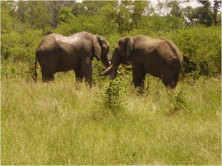 Elephants Destroy Gardens and Houses in Chief Chanje’s Area in Eastern Province