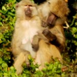 Male Groom Female Kasanka 