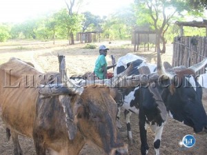 Cattle the Tonga and Ila speaking people's treasured wealth and Nantanga people in Itezhi-Tzhi district are using them  for transportation  - Copy (2)