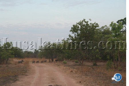 The bush pigs of Kafue National Park