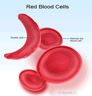 red blood cell