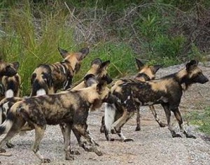 Wild Dogs Wild Dogs