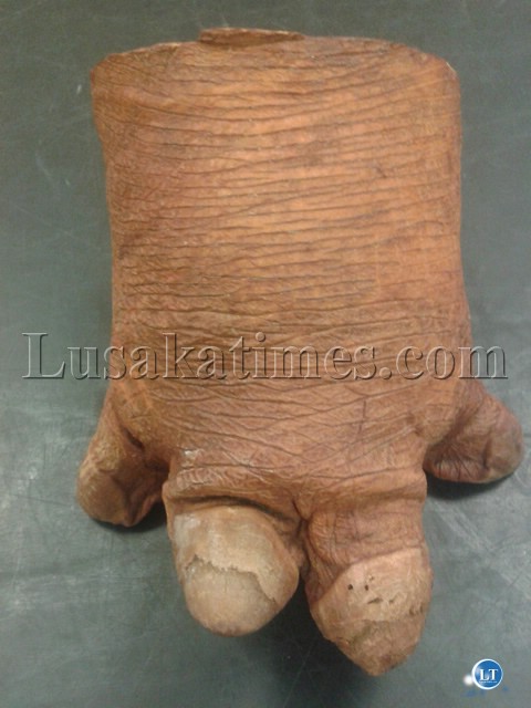 hippo foot 2