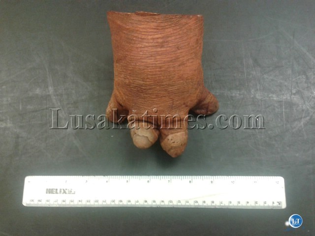 hippo foot