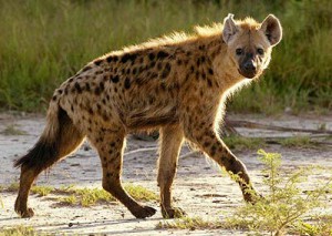 hyena13 hyena