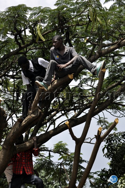 Some youths climb a tree to get a clear view of proceedings Some youths climb a tree to get a clear view of proceedings