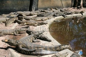 Some of the Crocodiles a Crocodile farm in Mubumbu Area in Mongu