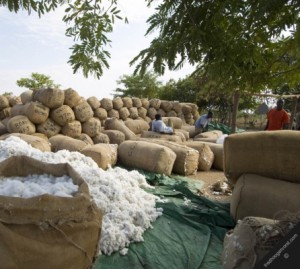 Harvested Cotton