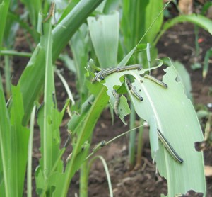 Army worms Army worms