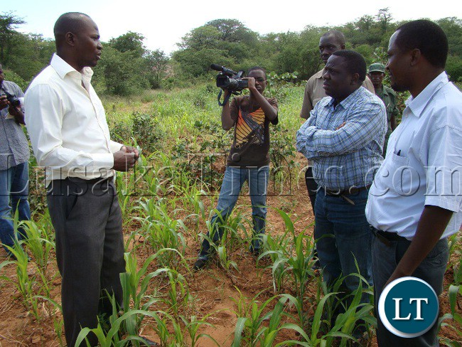 HUNGER is rooming in Sinazongwe district in Southern province. Above is District Commissioner Dodo Sindaza (l) explains to Deputy Minister in the Office of Vice President Hurry Kalala While standing in poorly performing sorghum field. Far left is Constituency Member of Parliament Richwell Siamunene.