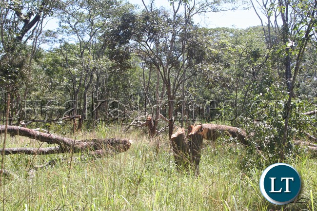 Bad method of harvesting the local delicacy: Villagers who stay along Kasempa / Kalulushi road are cutting down Villagers who stay along Kasempa / Kalulushi road are cutting down trees in order to harvest caterpillars,the wrong method might result in deforestation and consequently,there will be no caterpillars