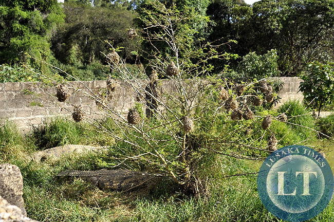 A crocodile lays under a tree that has bird nests