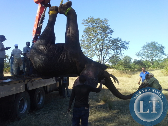 Above, officials from ZAWA and Mukuni Big Five in Livingstone tying a stray elephant in readiness for its translocation to Mosi-oa-tunya National Park Above, officials from ZAWA and Mukuni Big Five in Livingstone tying a stray elephant in readiness for its translocation to Mosi-oa-tunya National Park