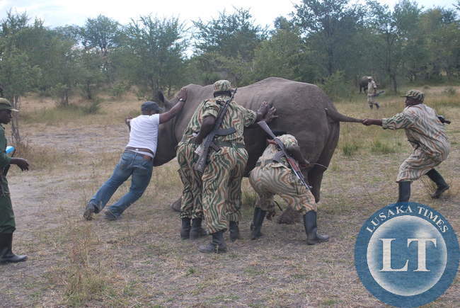 ZAWA Officers releasing the Rhino in the wild after treating it