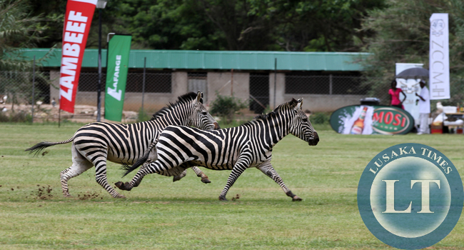State house Zebras