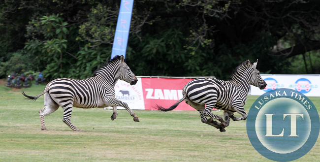 State house Zebras