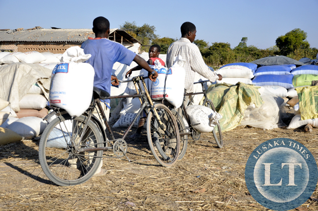 Peasant farmers load their maize into a truck before transportation to an FRA depot in chief Mulala's area. Agriculture faces manay challenges in the area and this fuels poverty in the area.