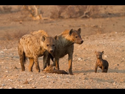 Female-dominated Hyena hierarchy  filmed on Zambia’s Liuwa Plain