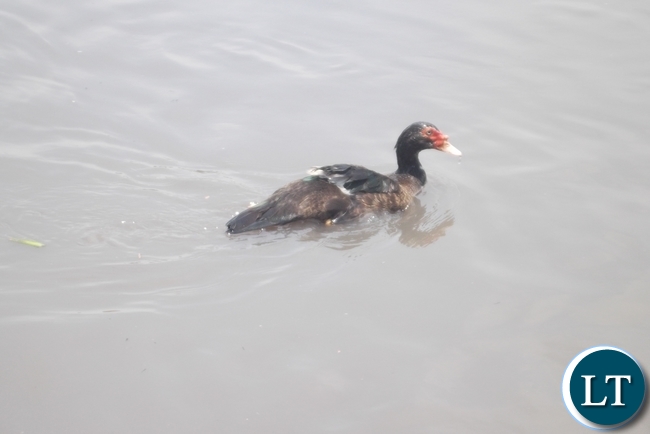 23 year old man murdered for stealing a duck
