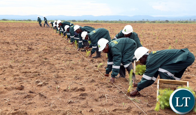 ZAFFICO workers at Shiwang'andu Forest plantation on Tuesday,December 15,2015 in Muchinga Province. PICTURE BY EDDIE MWANALEZA/STATE HOUSE ©2015