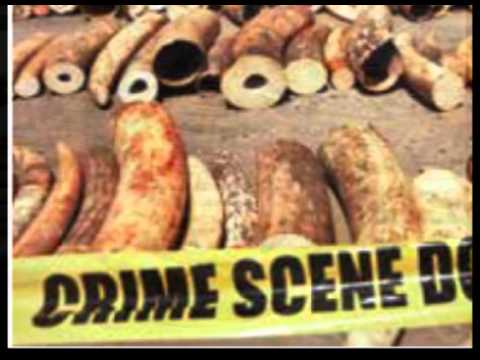 Wildlife trafficking in Zambia