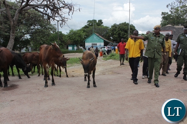 Contagious Bovine affects over 600 animals