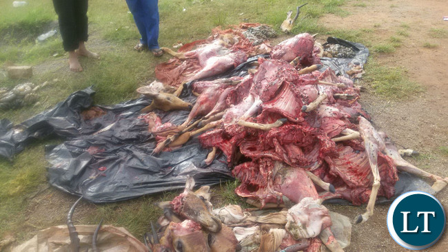 Terry Mulombwanyama, 18, of Mulombwanyama Village, chief Mulemdema and Joel Chonga Mbote,34, a worker at Mukombo Lodge, of Muyanga Village, chief Kabulwebulwe were arrested after being found with eight Impalas and two Pukus carcasses all weighing 207kgs Terry Mulombwanyama, 18, of Mulombwanyama Village, chief Mulemdema and Joel Chonga Mbote,34, a worker at Mukombo Lodge, of Muyanga Village, chief Kabulwebulwe were arrested after being found with eight Impalas and two Pukus carcasses all weighing 207kgs