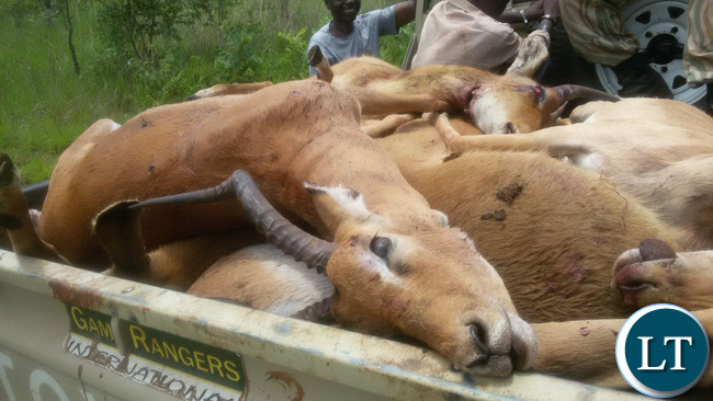 Terry Mulombwanyama, 18, of Mulombwanyama Village, chief Mulemdema and Joel Chonga Mbote,34, a worker at Mukombo Lodge, of Muyanga Village, chief Kabulwebulwe were arrested after being found with eight Impalas and two Pukus carcasses all weighing 207kgs