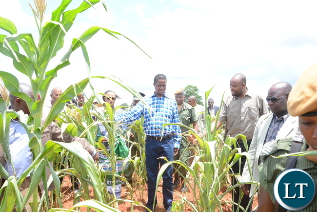 President Edgar Lungu and his entourage inspects the maize field which is critically hit by drought, will effect 2015/2016 harvest season today. President Edgar Lungu and his entourage inspects the maize field which is critically hit by drought, will effect 2015/2016 harvest season today.