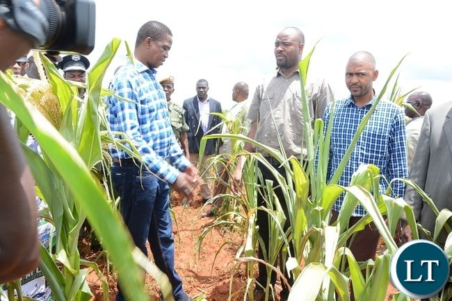 President Edgar Lungu and his entourage inspects the maize field which is critically hit by drought, will effect 2015/2016 harvest season today.