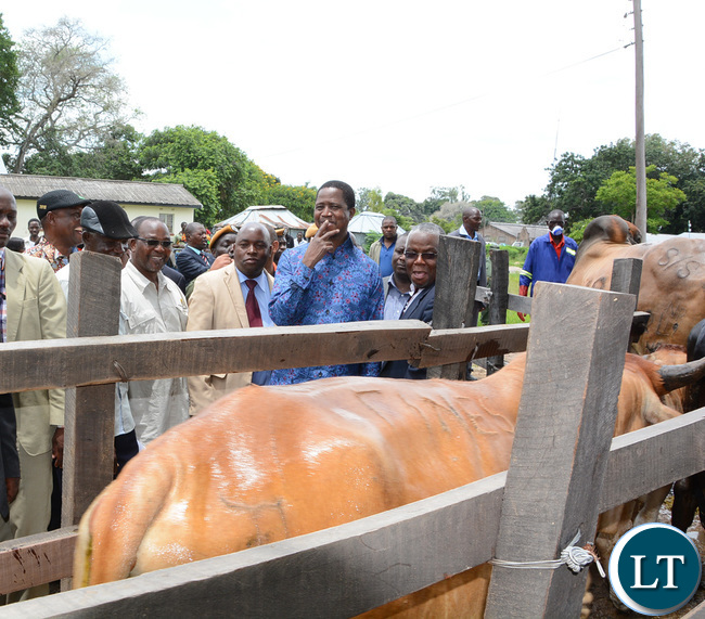 President Lungu looks at the cows after passing through the deep tank at Namwala Agriculture offices