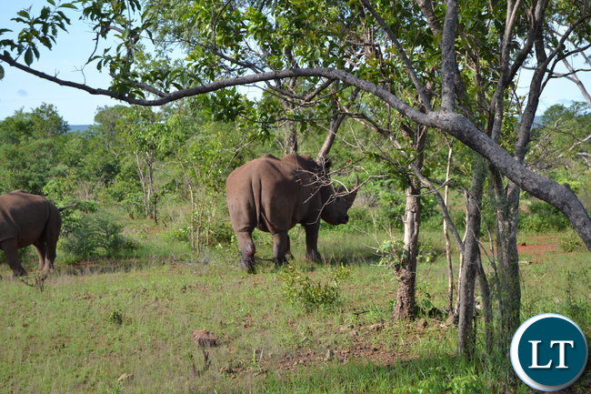 Inonge, the matriarch Rhino with Snares
