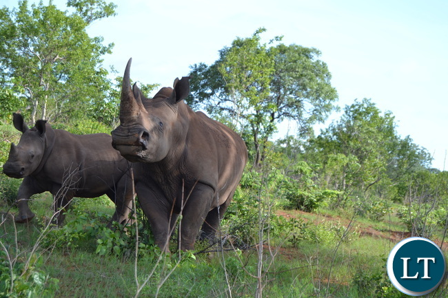 Inonge, the matriarch Rhino with Snares