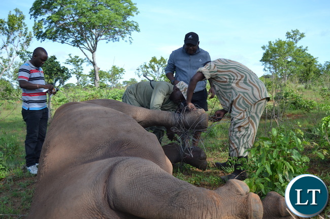 Inonge, the matriarch Rhino being assisted