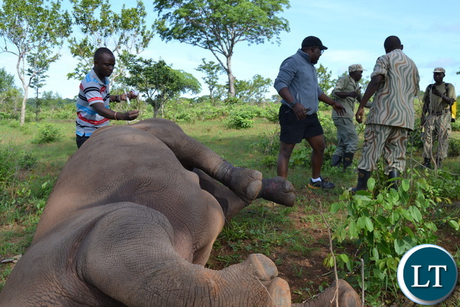 Inonge, the matriarch Rhino being assisted