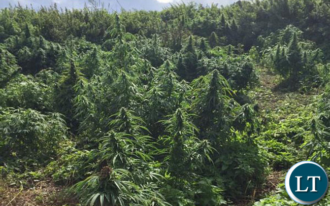 Cannabis Plants