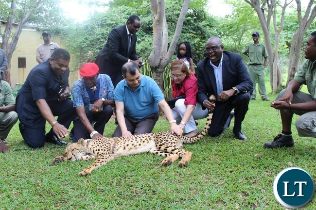 FROM Left to Right: IPU Secretary General Martin Chungong, Senior Chief Mukuni, IPU president Saber Chowdhury and his wife Rehana and Speaker for the Zambian Parliament Patrick Matibini interacting with a cheetah at Mukuni Big Five Safari in Livingstone FROM Left to Right: IPU Secretary General Martin Chungong, Senior Chief Mukuni, IPU president Saber Chowdhury and his wife Rehana and Speaker for the Zambian Parliament Patrick Matibini interacting with a cheetah at Mukuni Big Five Safari in Livingstone