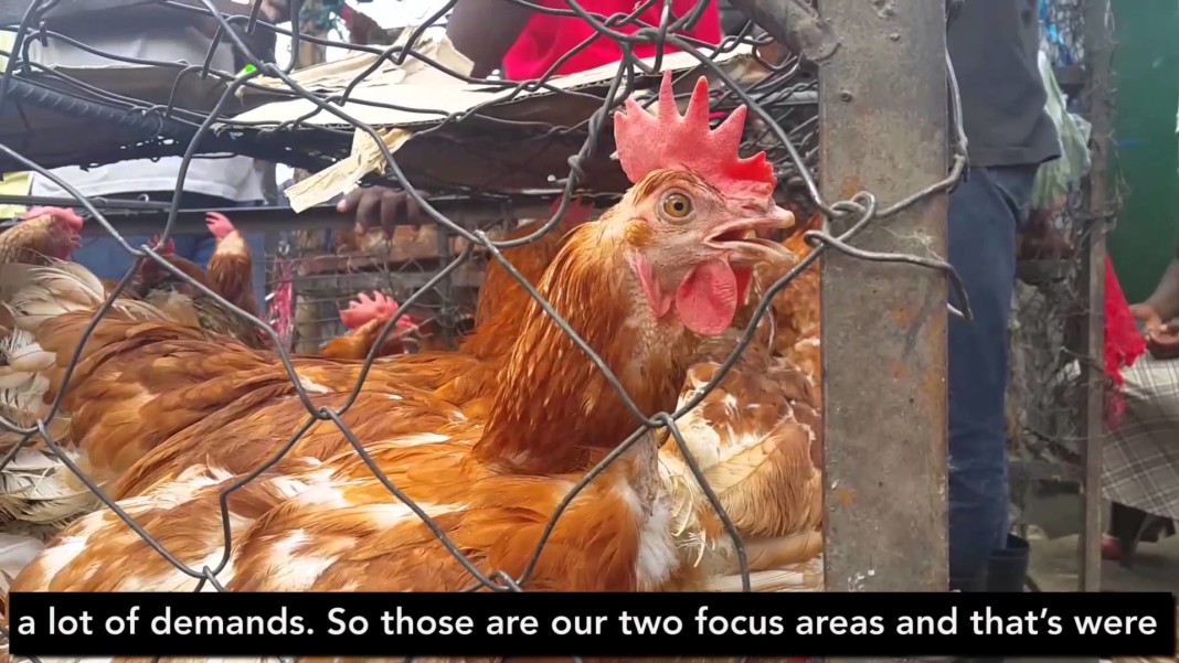 Investment Opportunities in the Zambian Poultry Sector